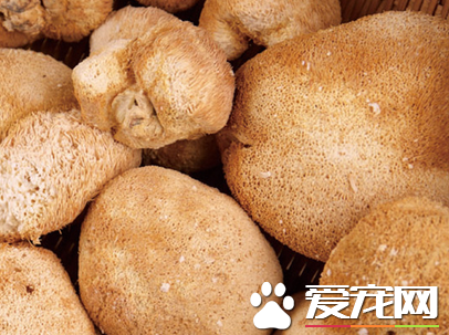 猴头菇能治疗胃病吗 胃病的人适合吃猴头菇吗