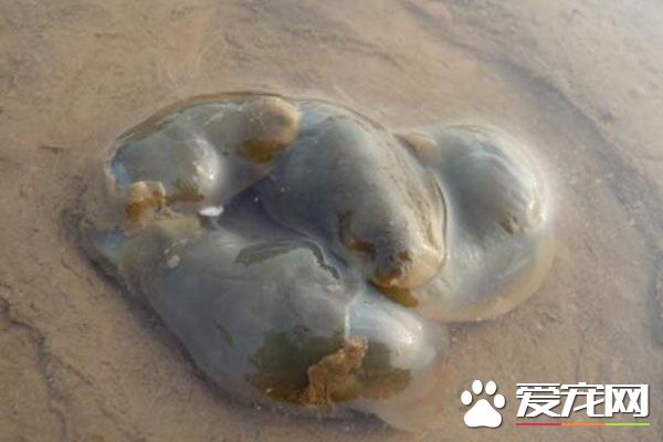 泥螺的清洗方法 泥螺怎么腌制