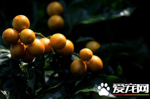 黄皮果什么人不能吃 不能和什么一起吃