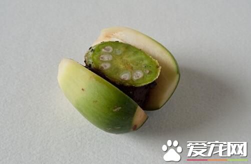 槟榔吃多了会怎样 槟榔吃多了会得癌症吗