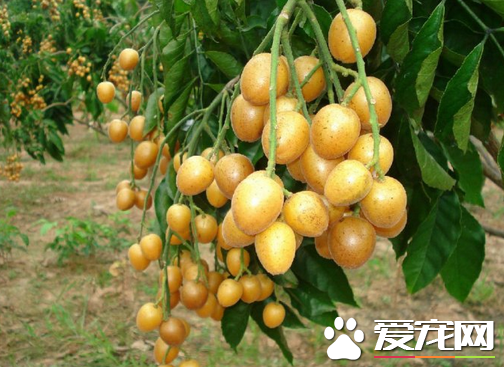 黄皮果快递怎样保鲜 快递价格多少钱