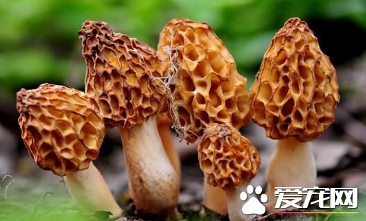 羊肚菌能治什么病 羊肚菌能冷冻保鲜吗