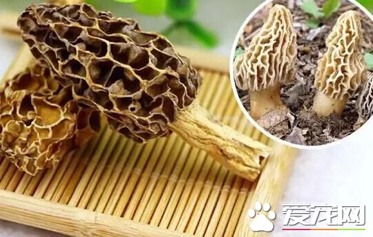 羊肚菌为什么那么贵 羊肚菌为什么这么贵