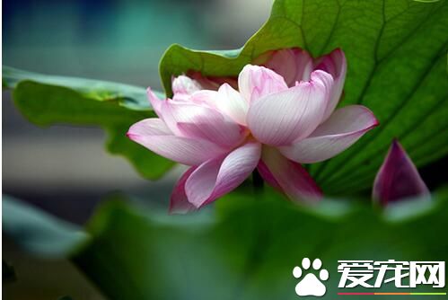 三伏天多出汗有什么好处 三伏天大量出汗好吗