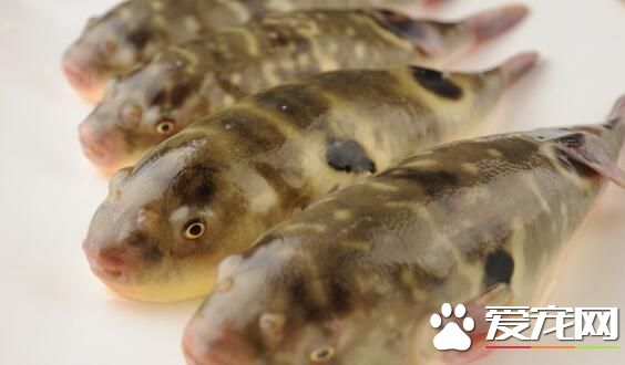 2017河豚鱼多少钱一斤 河豚鱼怎么处理毒素