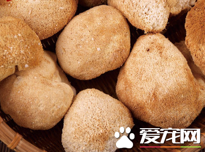 猴头菇能治疗胃病吗 胃病的人适合吃猴头菇吗