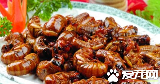 知了猴全身都可以吃吗 知了猴中的黑色物质能吃吗