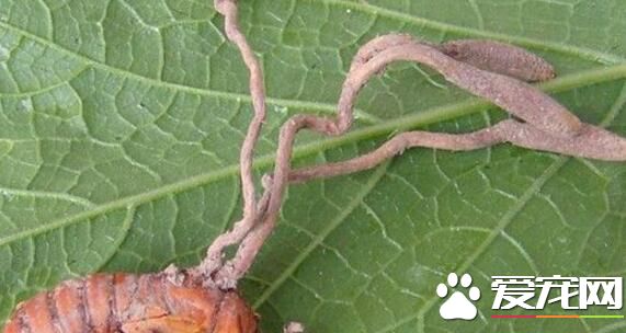 知了猴长草是什么意思 知了吃了有什么好处