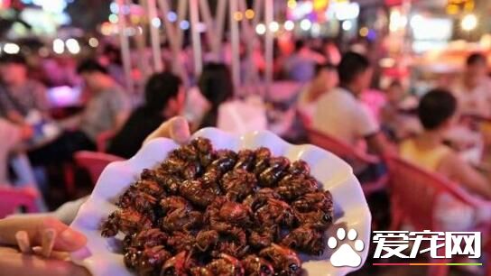 知了猴在土里要几年 知了猴在地下多少年出来