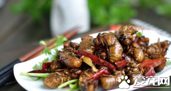 知了猴全身都可以吃吗 知了猴中的黑色物质能吃吗