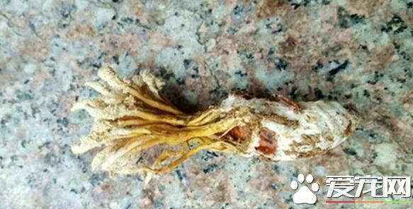 知了猴长草是什么意思 知了吃了有什么好处