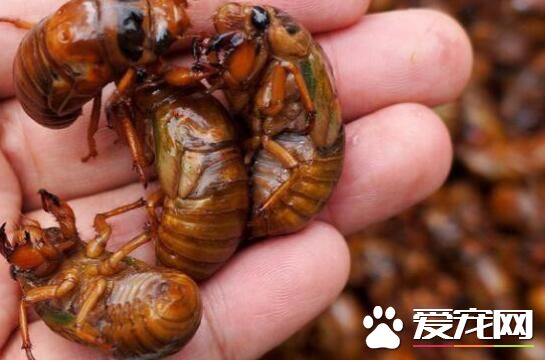 金蝉放冰箱怎么保存 金蝉怎么保存不发黑