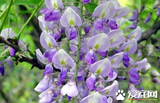 紫藤花可以吃吗 紫藤花什么时候开