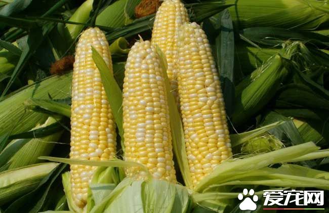 血糖高能吃玉米吗 哪些人不能吃玉米