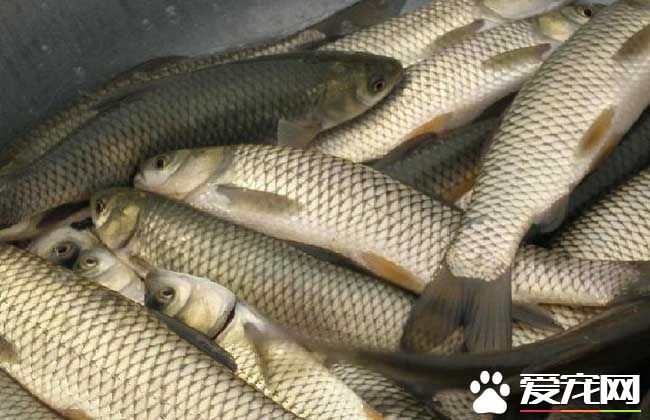 2017草鱼价格多少钱一斤 草鱼的挑选技巧