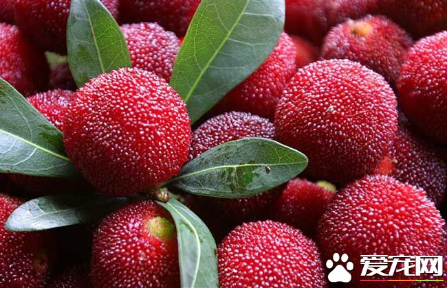 哺乳期能吃杨梅吗 吃杨梅有什么好处