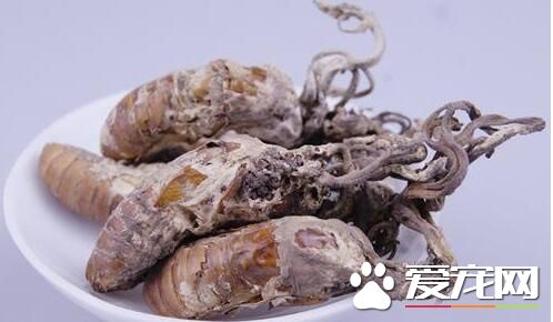 金蝉花可以放在冰箱吗 新鲜金蝉花怎么保存