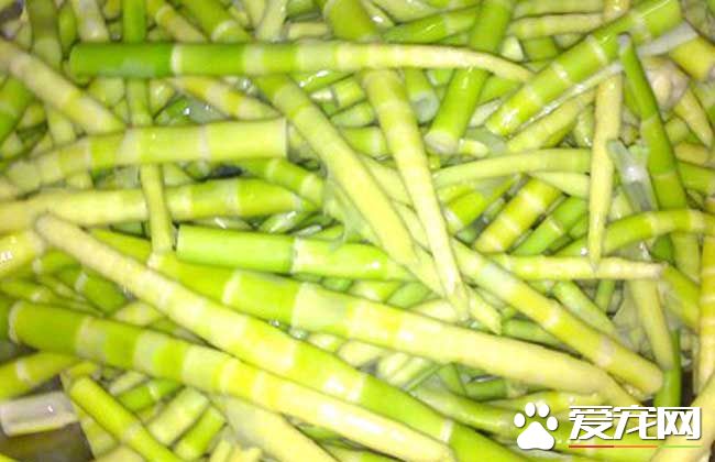 苦竹笋的功效与作用 苦竹笋的食用方法