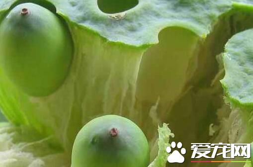 莲子发霉了怎么处理 莲子怎么保存避免发霉