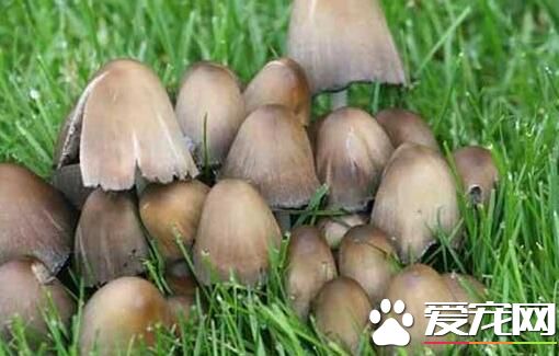 草菇多少钱一斤2017 新鲜草菇怎么保存