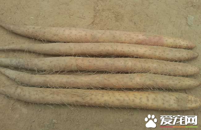 山药和土豆能一起吃吗 山药不能和什么一起吃