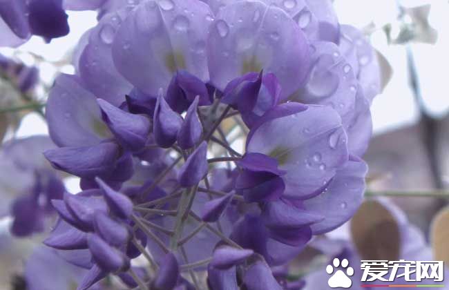 紫藤花可以吃吗 紫藤花什么时候开