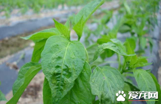 辣椒叶的功效与作用 辣椒叶的食用禁忌