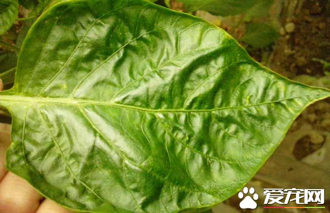 辣椒叶的功效与作用 辣椒叶的食用禁忌