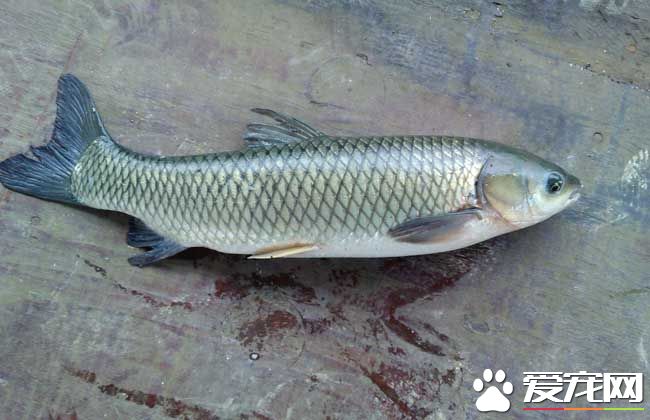 2017草鱼价格多少钱一斤 草鱼的挑选技巧