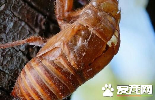 金蝉放冰箱怎么保存 金蝉怎么保存不发黑