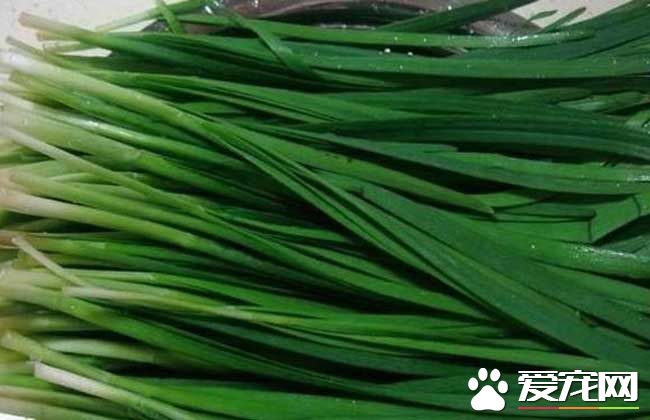 痛风能吃韭菜吗 哪些人不能吃韭菜