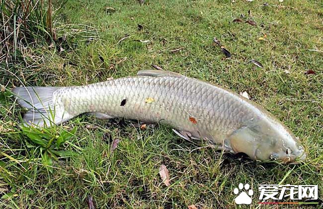 2017草鱼价格多少钱一斤 草鱼的挑选技巧