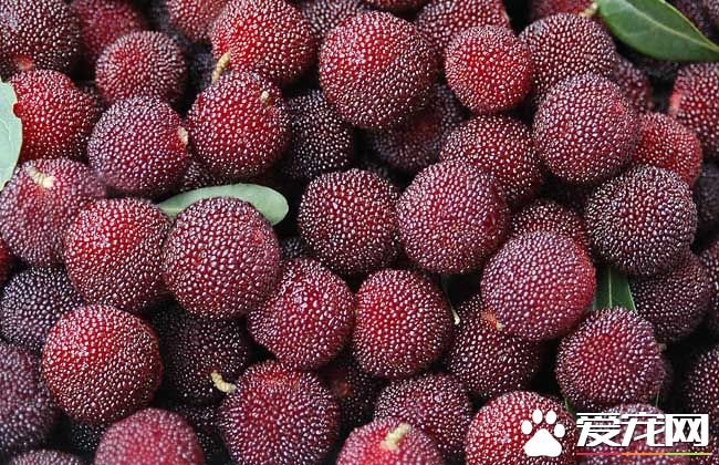 哺乳期能吃杨梅吗 吃杨梅有什么好处