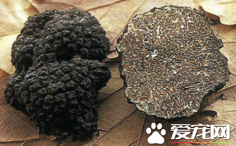 松露菌和松茸菌哪个更贵 松茸和松露有什么区别