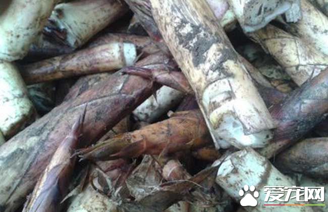 苦竹笋的功效与作用 苦竹笋的食用方法