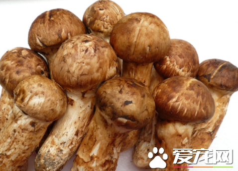 松露菌和松茸菌哪个更贵 松茸和松露有什么区别