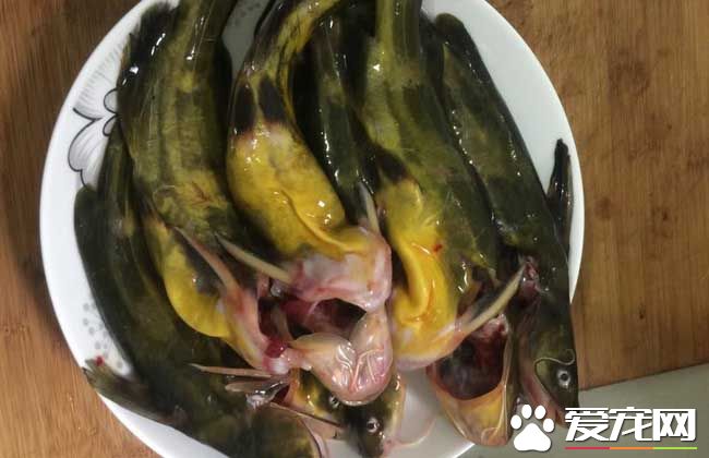 孕妇能吃黄骨鱼吗 孕妇吃黄骨鱼的好处