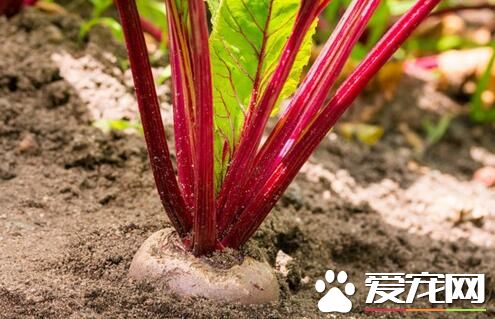 甜菜根是什么菜 什么季节收获