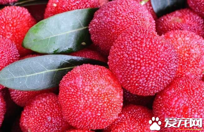 哺乳期能吃杨梅吗 吃杨梅有什么好处