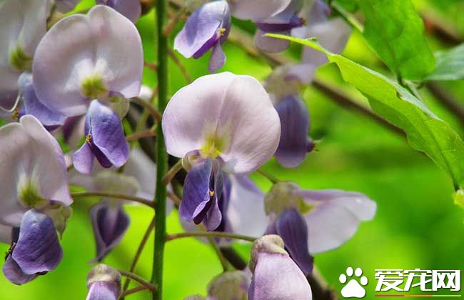 紫藤花可以吃吗 紫藤花什么时候开