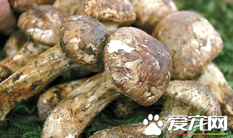 松茸为什么那么贵 姬松茸是松茸吗