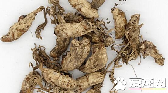 野生金蝉花多少钱一只 野生金蝉花怎么辨别