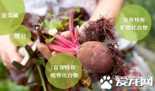 甜菜根是什么菜 什么季节收获