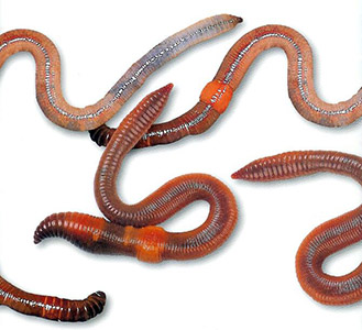 蚯蚓图片