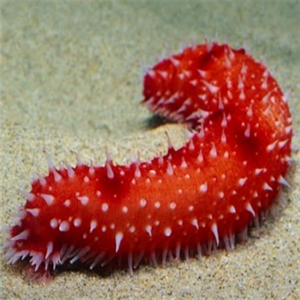 海参图片