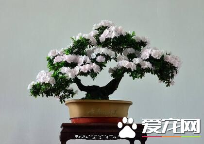 杜鹃花换盆二三事 细心谨慎最重要