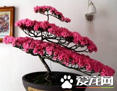 杜鹃花换盆二三事 细心谨慎最重要