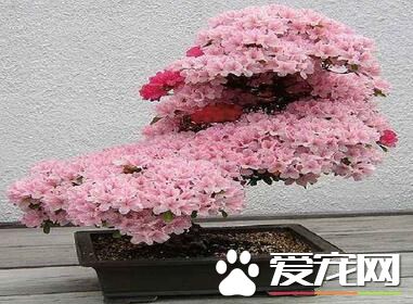 杜鹃花换盆二三事 细心谨慎最重要