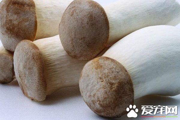 鸡腿菇的功效与作用 鸡腿菇的营养价值