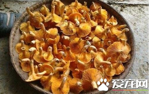 枞树菌多少钱一斤 2017枞树菌价格是多少